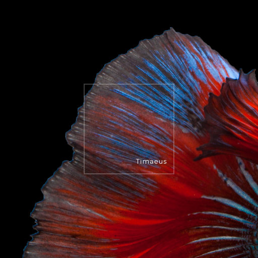 少妇欧美三级片
